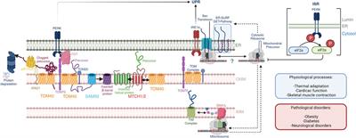 Navigating the landscape of mitochondrial-ER communication in health and disease